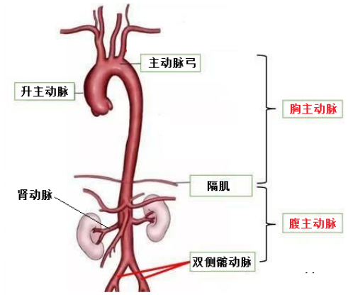 医学前沿揭秘，动脉最新分支探索揭秘