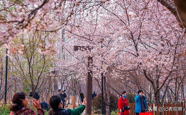 鹤壁樱花盛开，美丽繁荣共绘新篇章