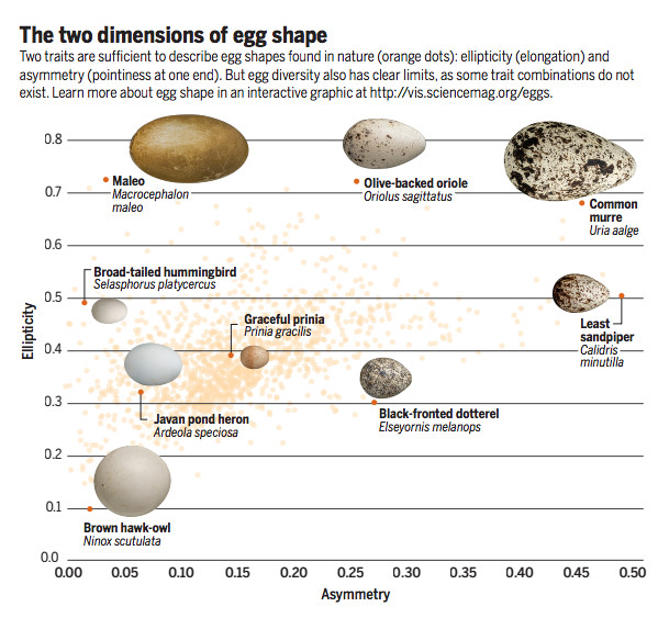 图解卵蛋研究最新进展与发现报告揭秘