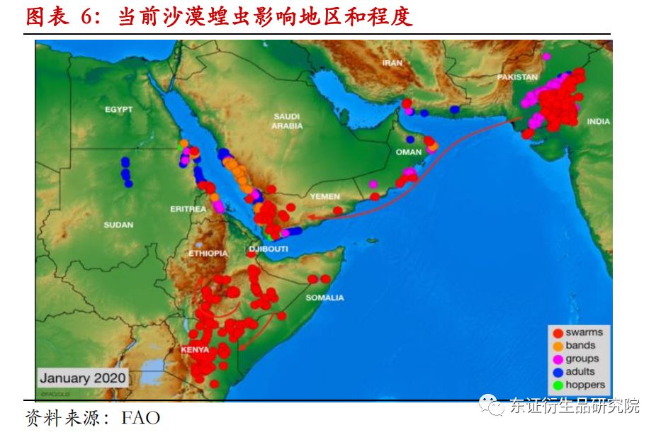 最新蝗灾动态及其全球影响概览