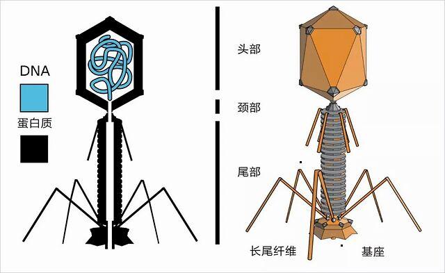 肺炎研究获新突破，最新成果揭示未来治疗方向