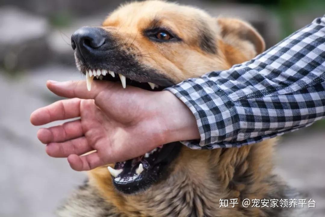 央视最新狂犬报道，揭示现状与防治策略