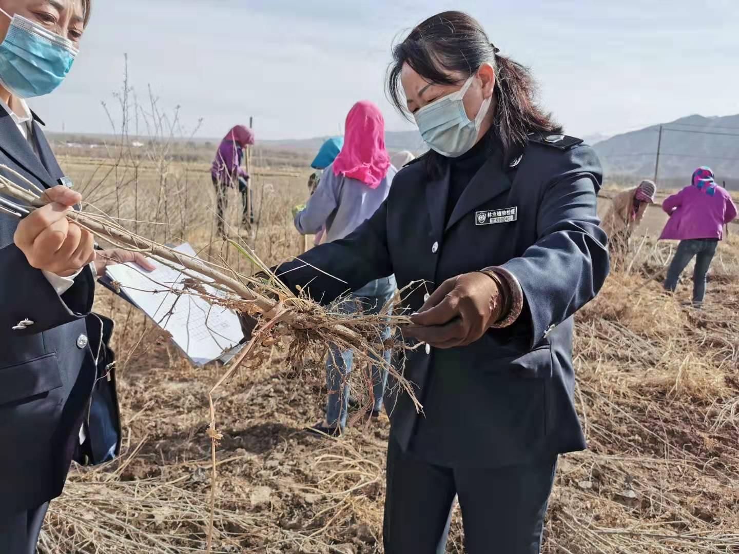 广东省林木种苗发展的现状、挑战及未来趋势展望