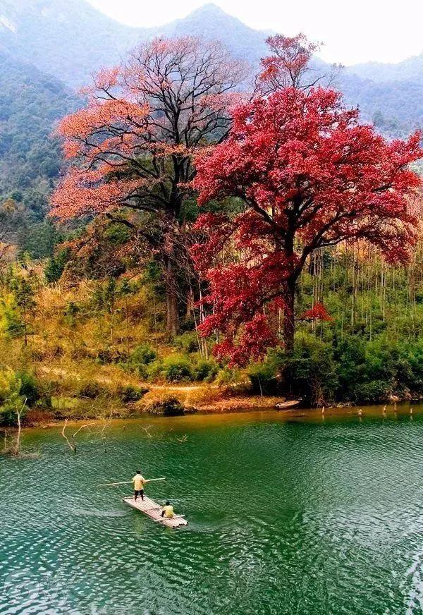 广东省各市花的独特魅力与多彩文化探秘