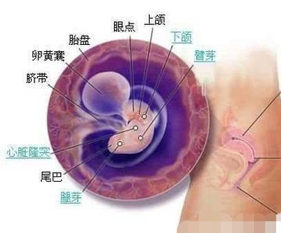 胎儿心脏发育时间节点解读，几个月有胎心？