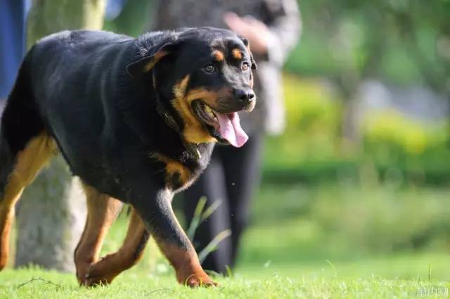 罗威纳犬成长与性格发展探究，凶狠特质的起始时间解析